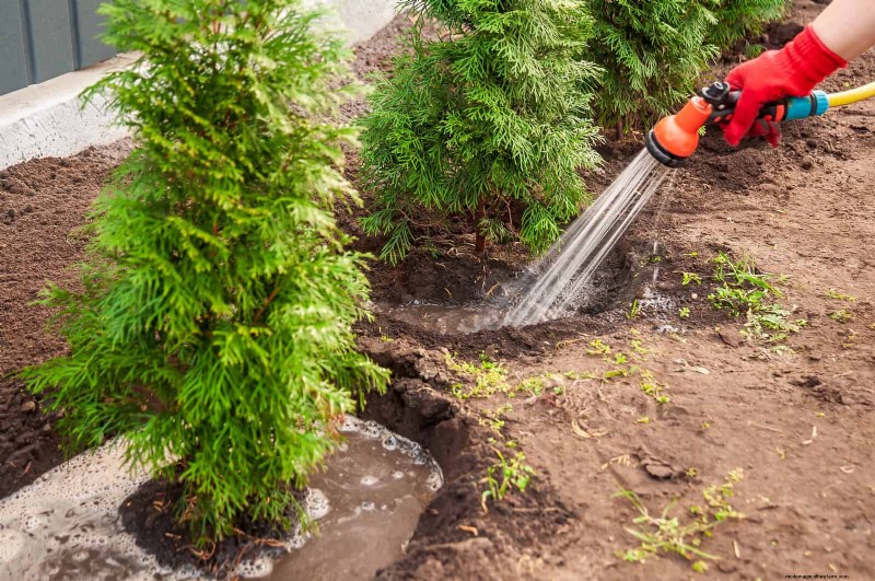 16 erreurs de jardinage d été qui nuisent à vos plantes (et comment les corriger) 