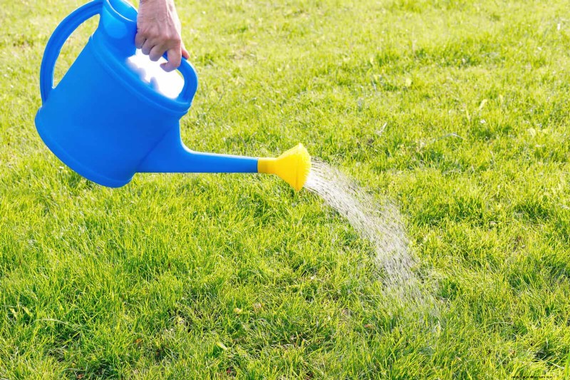 16 erreurs de jardinage d été qui nuisent à vos plantes (et comment les corriger) 
