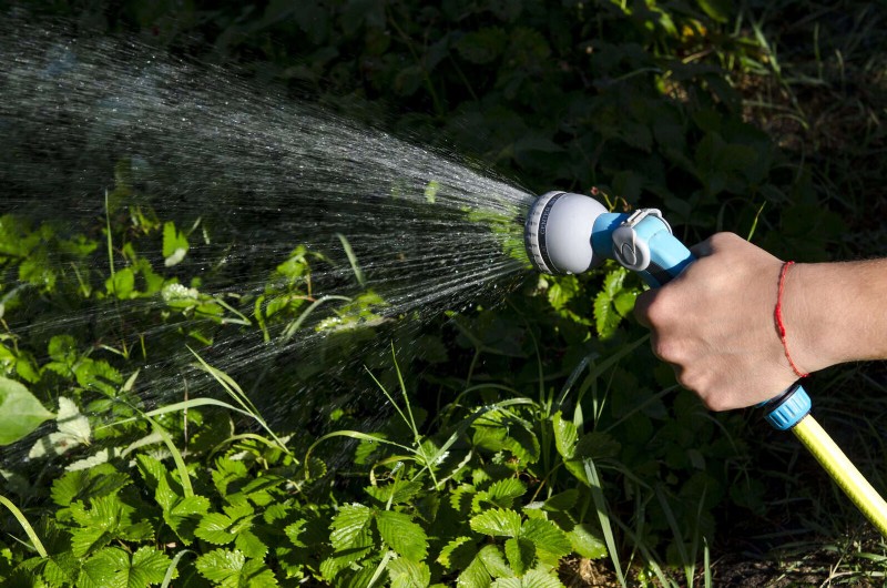 16 erreurs de jardinage d été qui nuisent à vos plantes (et comment les corriger) 