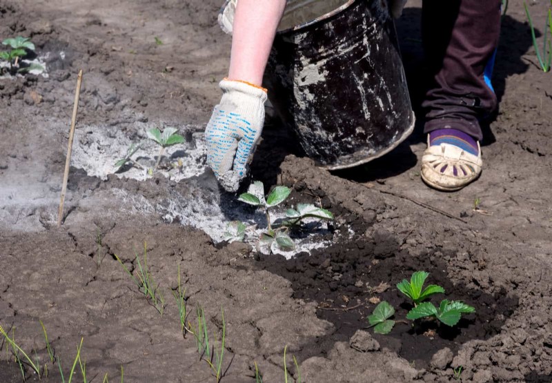 16 erreurs de jardinage d été qui nuisent à vos plantes (et comment les corriger) 