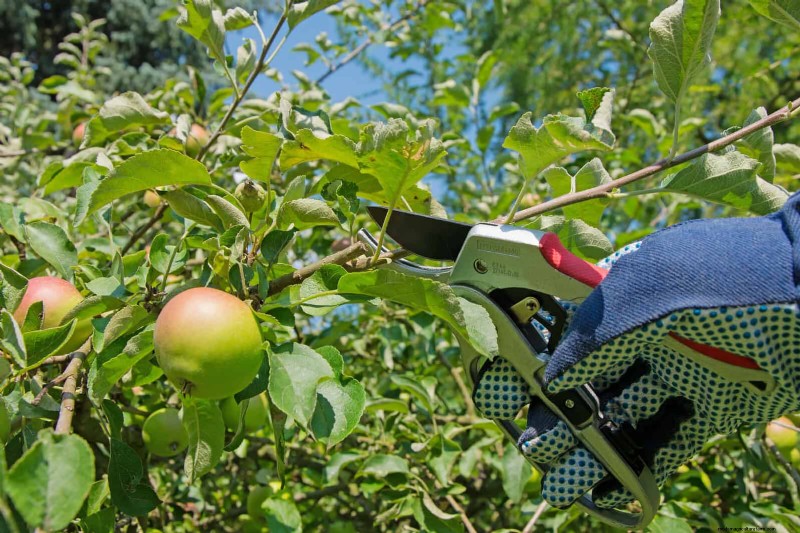 16 erreurs de jardinage d été qui nuisent à vos plantes (et comment les corriger) 