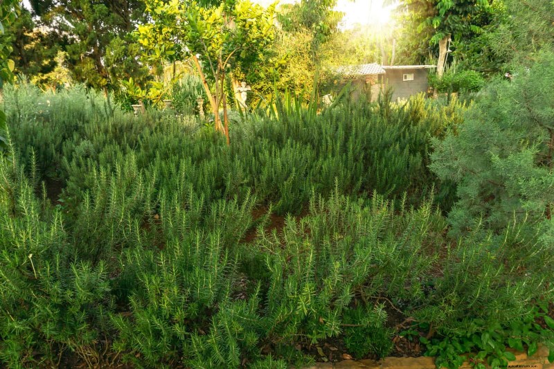 16 erreurs de jardinage d été qui nuisent à vos plantes (et comment les corriger) 