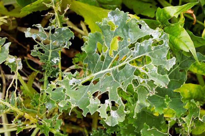 16 erreurs de jardinage d été qui nuisent à vos plantes (et comment les corriger) 