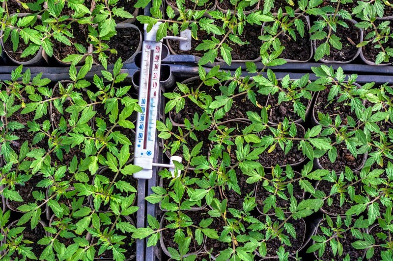 16 erreurs de jardinage d été qui nuisent à vos plantes (et comment les corriger) 