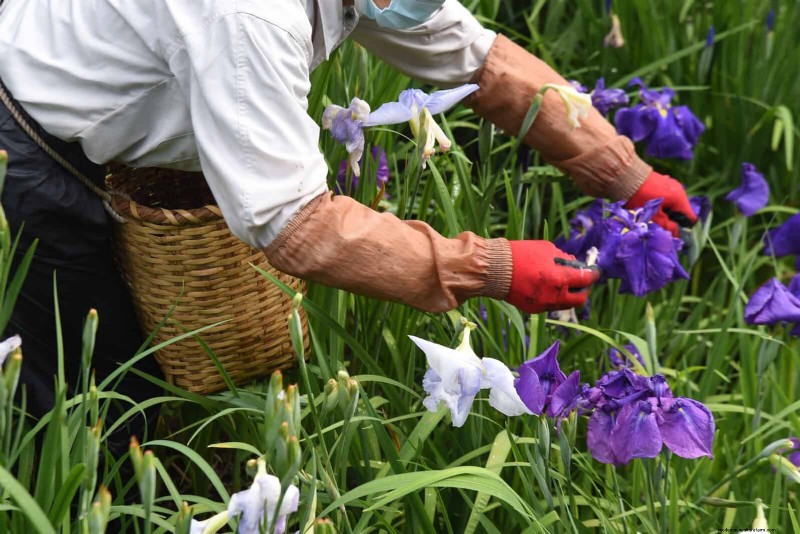 16 erreurs de jardinage d été qui nuisent à vos plantes (et comment les corriger) 