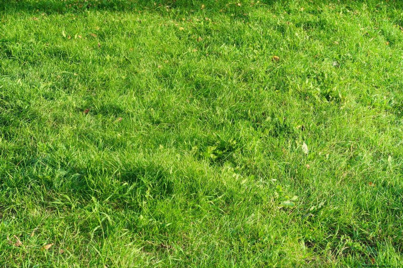 16 erreurs de jardinage d été qui nuisent à vos plantes (et comment les corriger) 