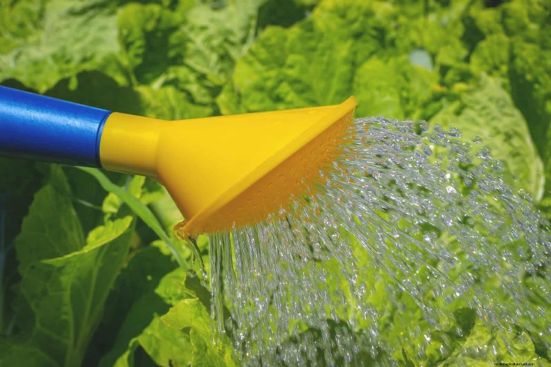 16 erreurs de jardinage d été qui nuisent à vos plantes (et comment les corriger) 