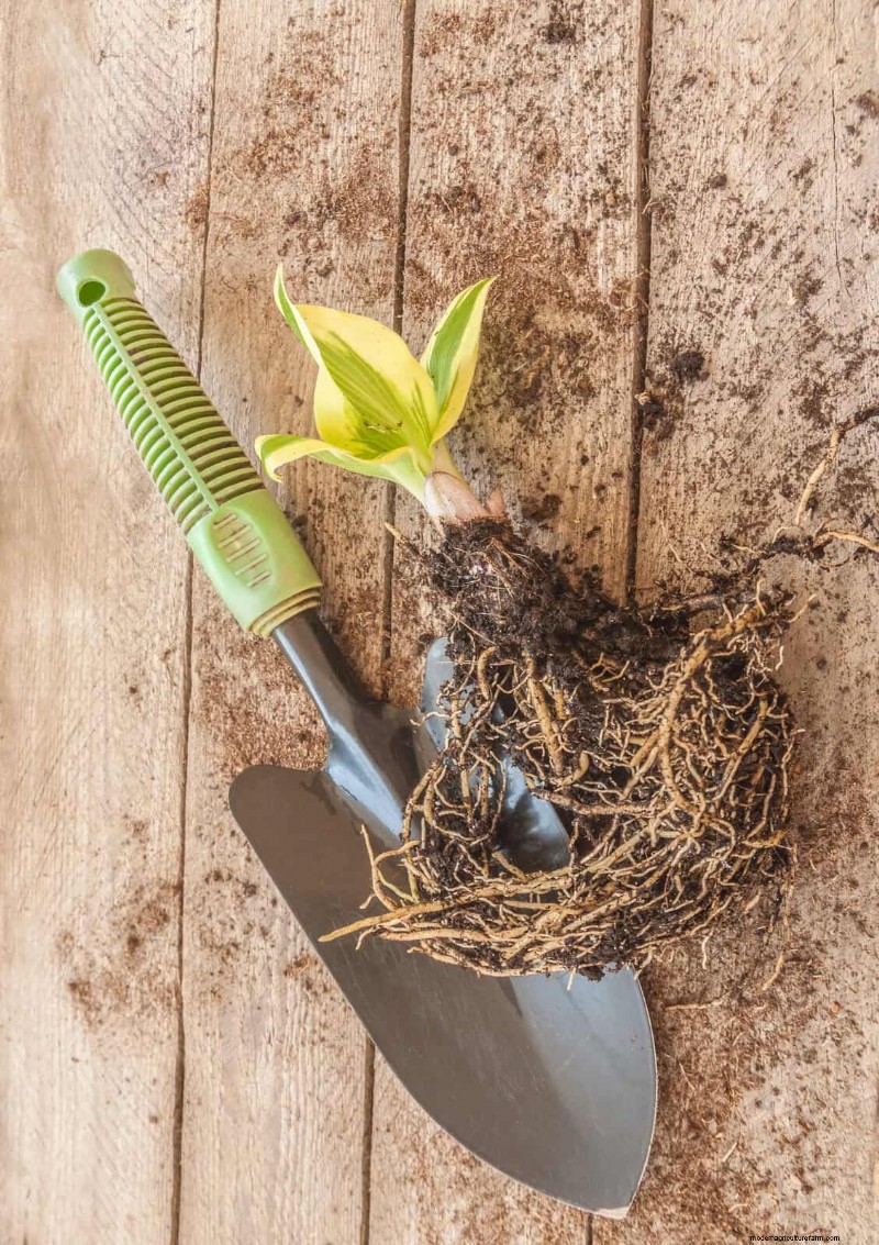 16 erreurs de jardinage d été qui nuisent à vos plantes (et comment les corriger) 