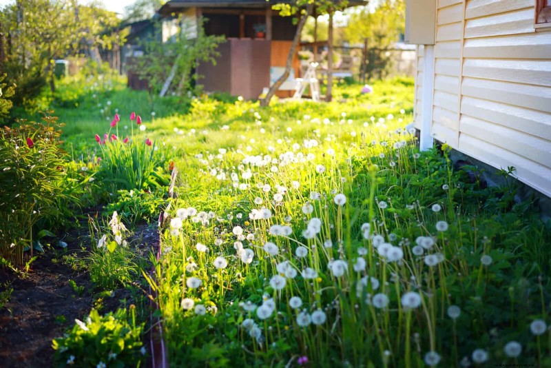 16 erreurs de jardinage d été qui nuisent à vos plantes (et comment les corriger) 