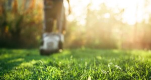 Cómo las olas de calor dañan el césped y cómo debería ser el corte 