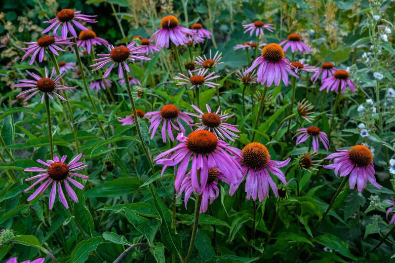 25 vaste planten in de late zomer om te verdelen voor gratis tuinuitbreiding 
