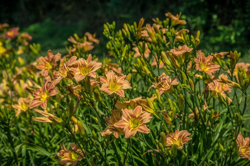 25 vaste planten in de late zomer om te verdelen voor gratis tuinuitbreiding 