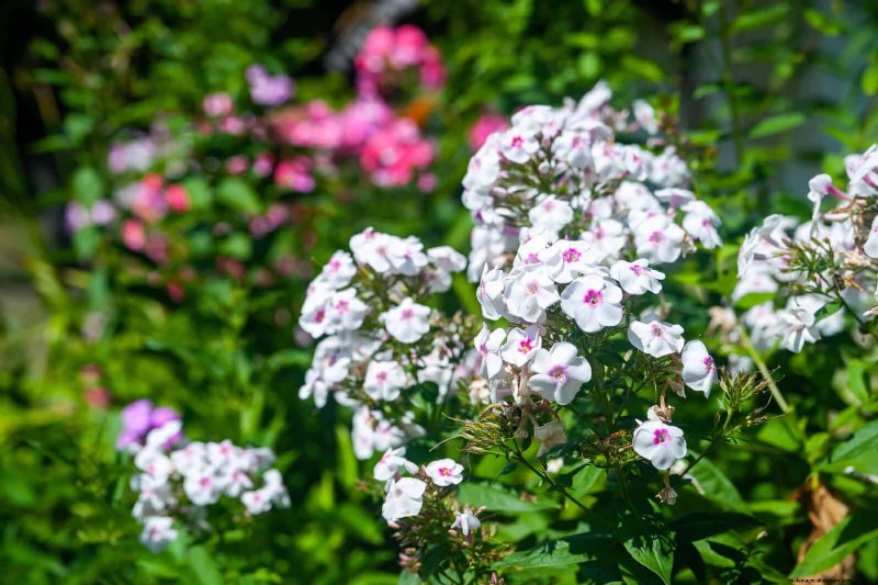 25 vaste planten in de late zomer om te verdelen voor gratis tuinuitbreiding 