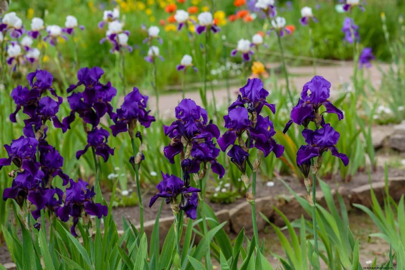 25 vaste planten in de late zomer om te verdelen voor gratis tuinuitbreiding 
