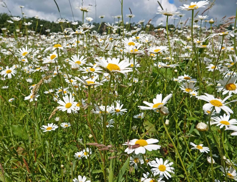25 vaste planten in de late zomer om te verdelen voor gratis tuinuitbreiding 