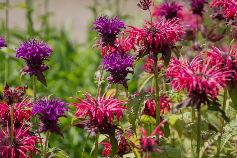 25 vaste planten in de late zomer om te verdelen voor gratis tuinuitbreiding 