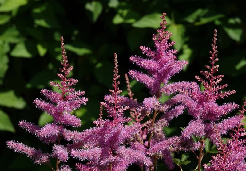 25 vaste planten in de late zomer om te verdelen voor gratis tuinuitbreiding 
