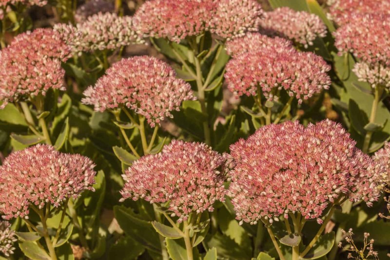 25 vaste planten in de late zomer om te verdelen voor gratis tuinuitbreiding 