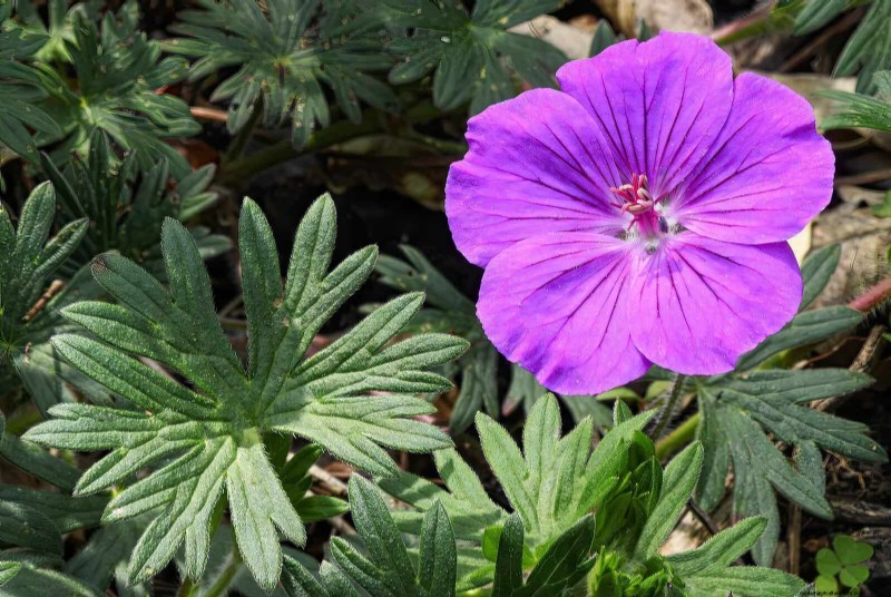25 vaste planten in de late zomer om te verdelen voor gratis tuinuitbreiding 