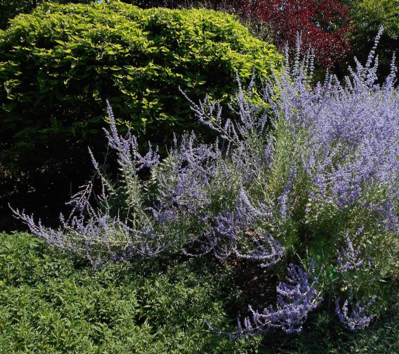 25 vaste planten in de late zomer om te verdelen voor gratis tuinuitbreiding 