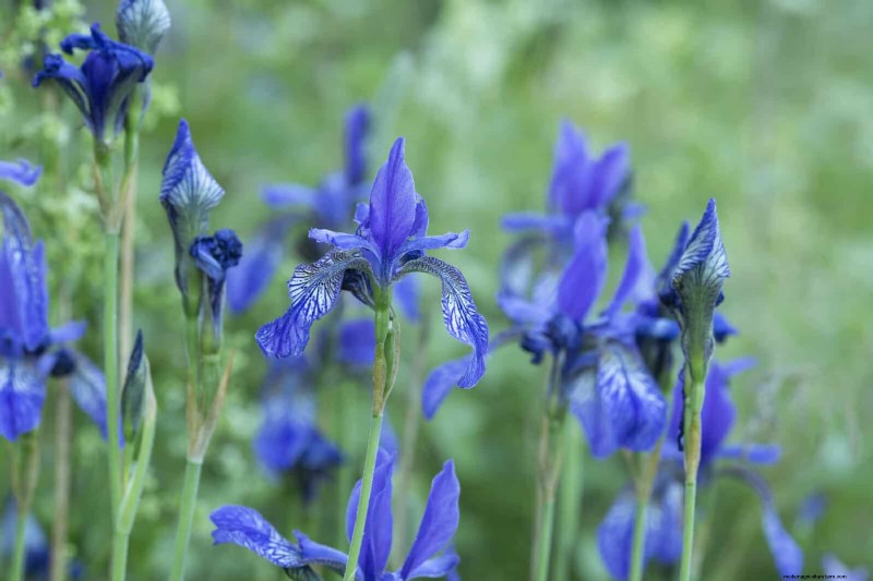 25 vaste planten in de late zomer om te verdelen voor gratis tuinuitbreiding 