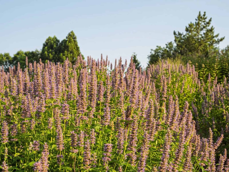 25 vaste planten in de late zomer om te verdelen voor gratis tuinuitbreiding 