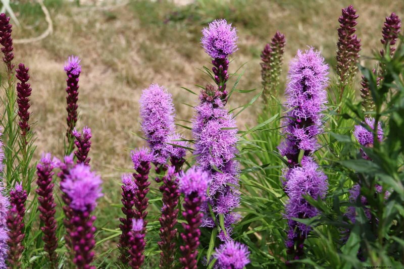 25 vaste planten in de late zomer om te verdelen voor gratis tuinuitbreiding 