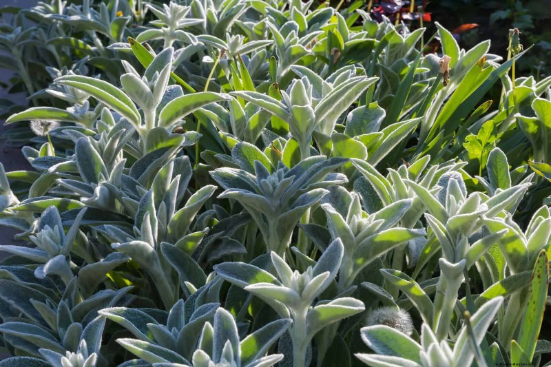 25 vaste planten in de late zomer om te verdelen voor gratis tuinuitbreiding 