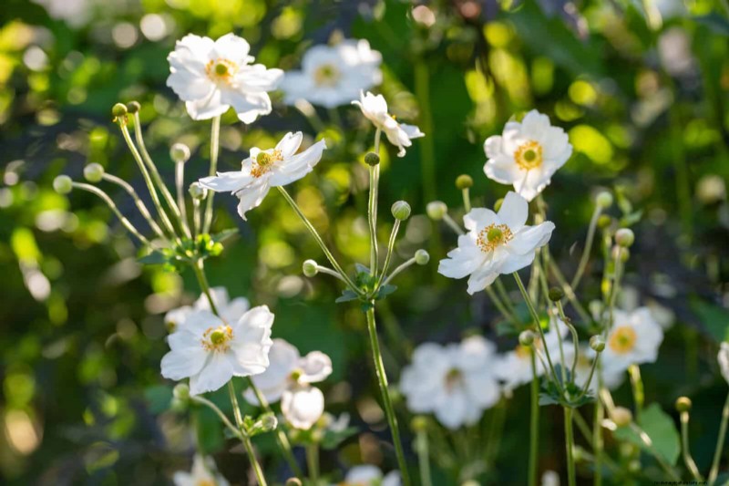 25 vaste planten in de late zomer om te verdelen voor gratis tuinuitbreiding 