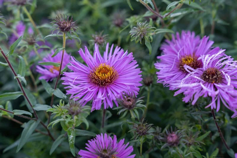 25 vaste planten in de late zomer om te verdelen voor gratis tuinuitbreiding 