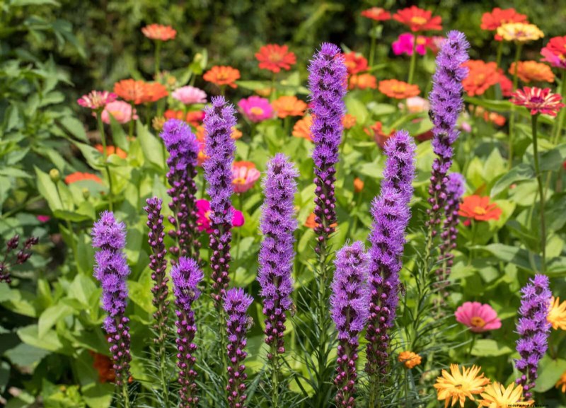 25 vaste planten in de late zomer om te verdelen voor gratis tuinuitbreiding 