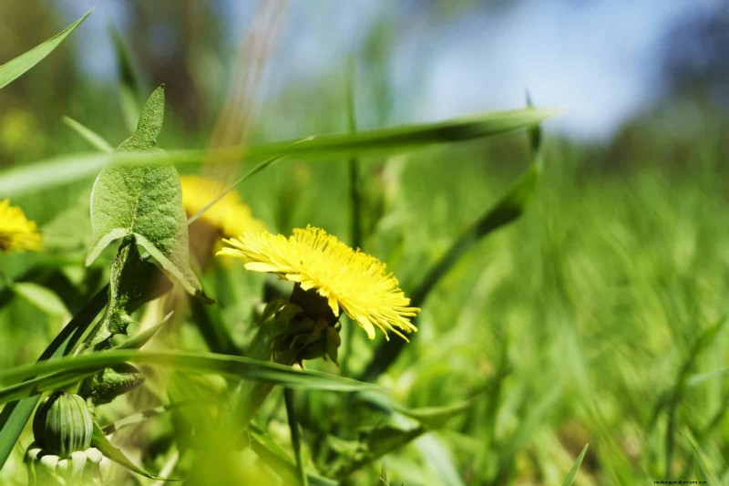 Onkruidbeheer op eigendomsgrenzen:een praktische gids voor juridische, milieu- en nabuurschapsoverwegingen 