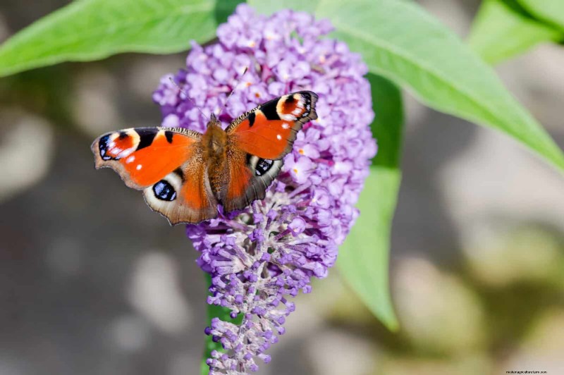 15 late zomerplanten om bijen, vlinders en kolibries aan te trekken 