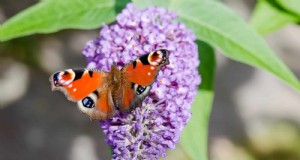 15 plantas de finales de verano para atraer abejas, mariposas y colibríes 