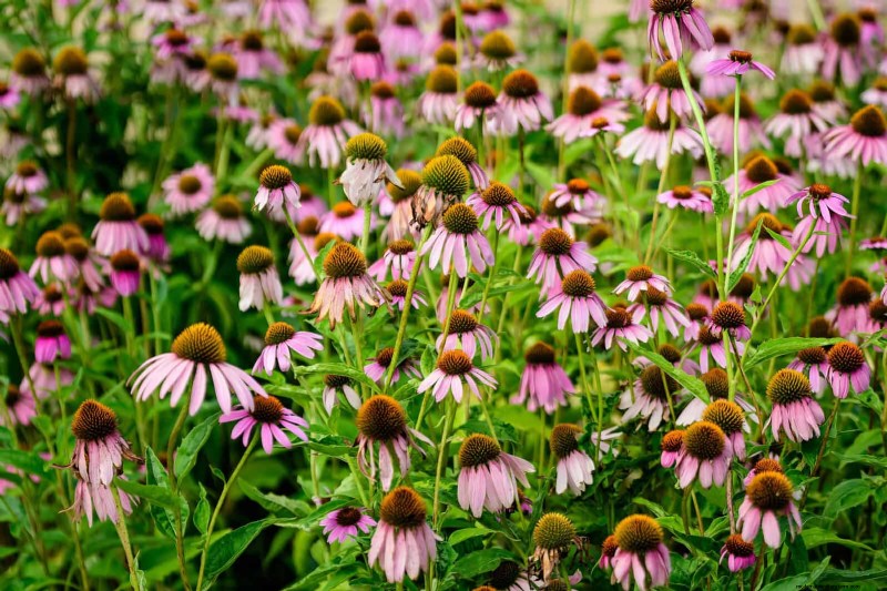 15 late zomerplanten om bijen, vlinders en kolibries aan te trekken 