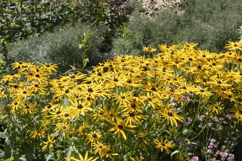 15 late zomerplanten om bijen, vlinders en kolibries aan te trekken 