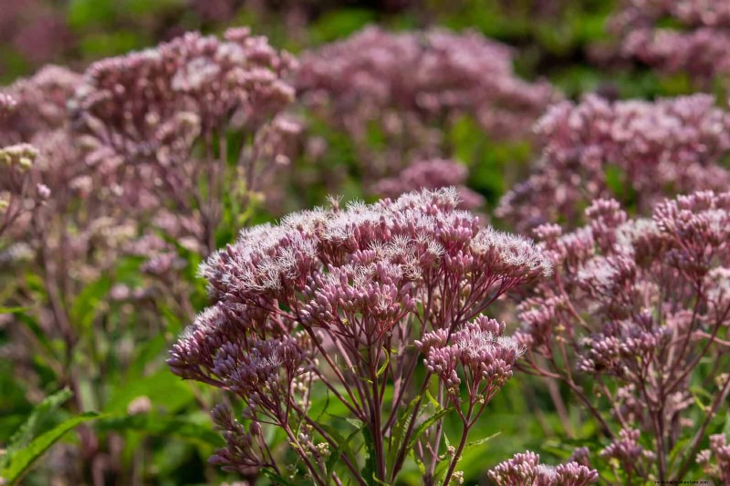 15 late zomerplanten om bijen, vlinders en kolibries aan te trekken 