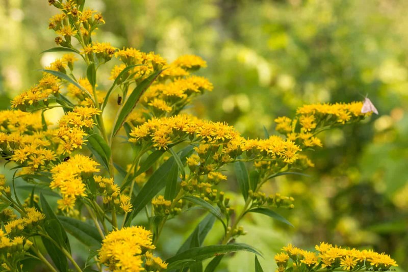 15 late zomerplanten om bijen, vlinders en kolibries aan te trekken 