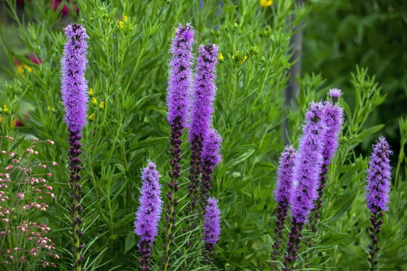 15 late zomerplanten om bijen, vlinders en kolibries aan te trekken 
