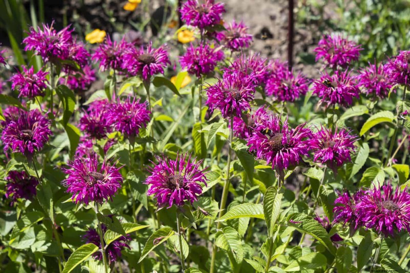 15 late zomerplanten om bijen, vlinders en kolibries aan te trekken 