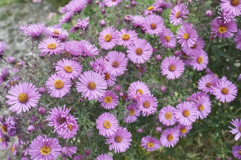 15 late zomerplanten om bijen, vlinders en kolibries aan te trekken 