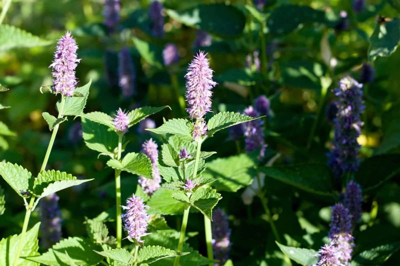 15 late zomerplanten om bijen, vlinders en kolibries aan te trekken 