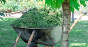 Acelere a decomposição do corte de grama:dicas de especialistas para um gramado saudável e resiliente 