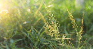 Control de malezas de verano sin esfuerzo:restaure su jardín sin sudar 