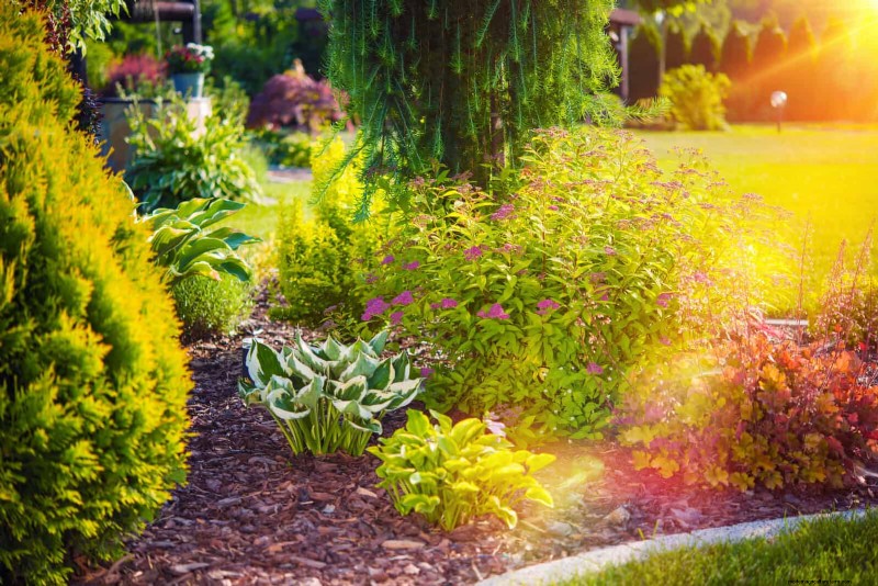 Skydda dina trädgårdsrötter från sommarvärme:Experttips för blomstrande växter 