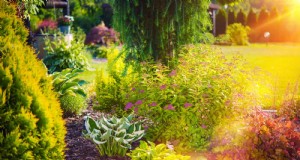 Bescherm uw tuinwortels tegen zomerhitte:tips van experts voor bloeiende planten 
