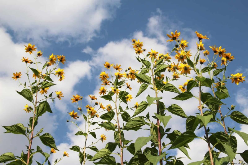 Skydda dina trädgårdsrötter från sommarvärme:Experttips för blomstrande växter 