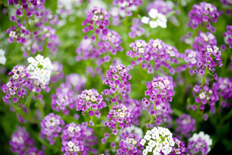 Skydda dina trädgårdsrötter från sommarvärme:Experttips för blomstrande växter 