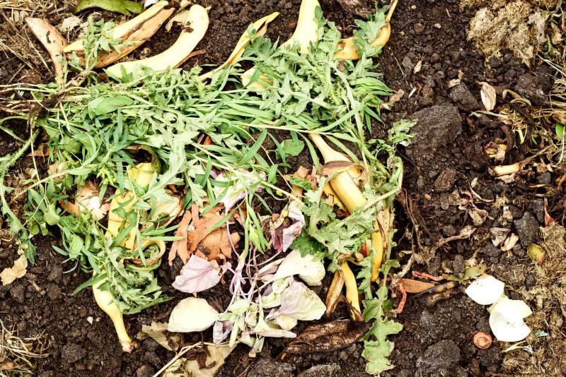 Skydda dina trädgårdsrötter från sommarvärme:Experttips för blomstrande växter 