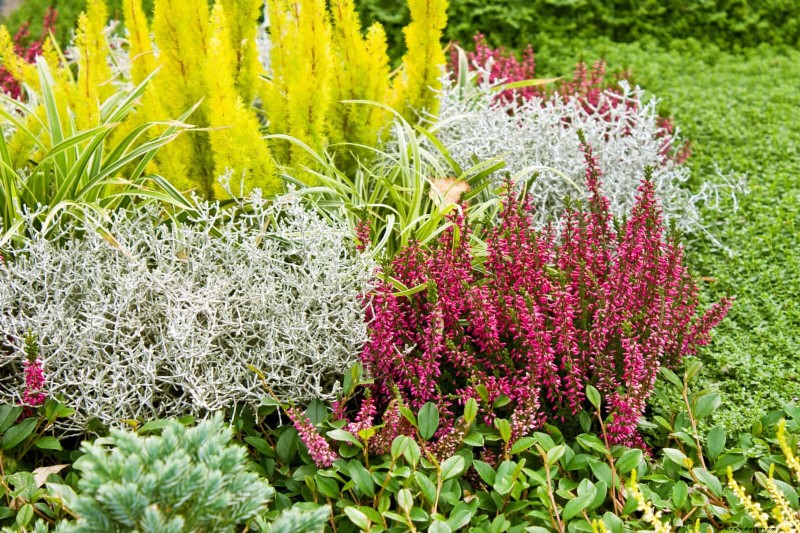 Skydda dina trädgårdsrötter från sommarvärme:Experttips för blomstrande växter 